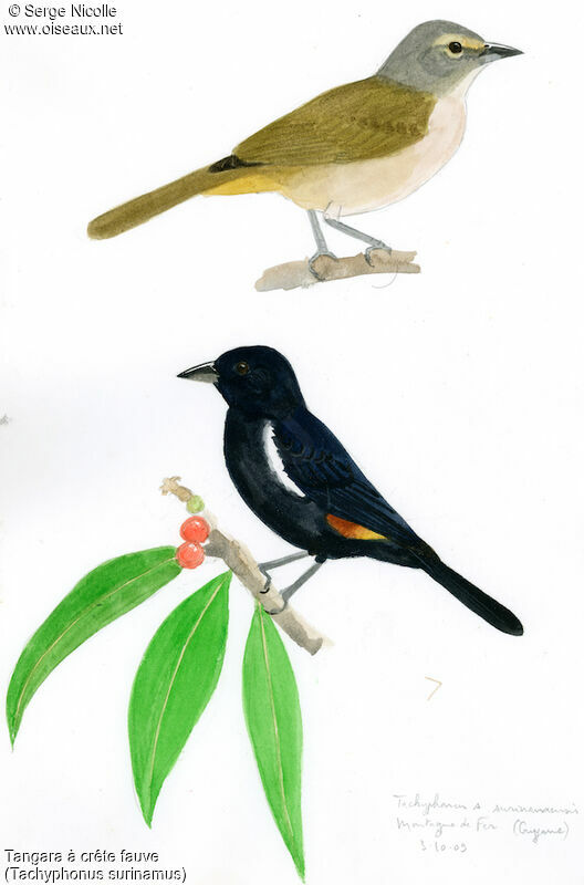 Fulvous-crested Tanager , identification