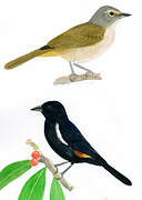 Fulvous-crested Tanager