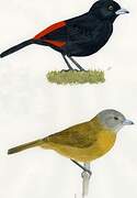 Scarlet-rumped Tanager