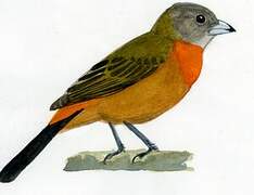 Scarlet-rumped Tanager