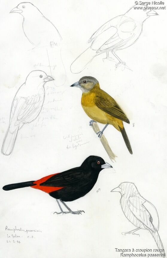 Scarlet-rumped Tanager , identification