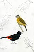 Scarlet-rumped Tanager