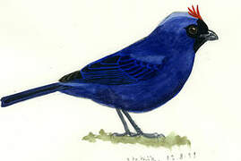 Diademed Tanager