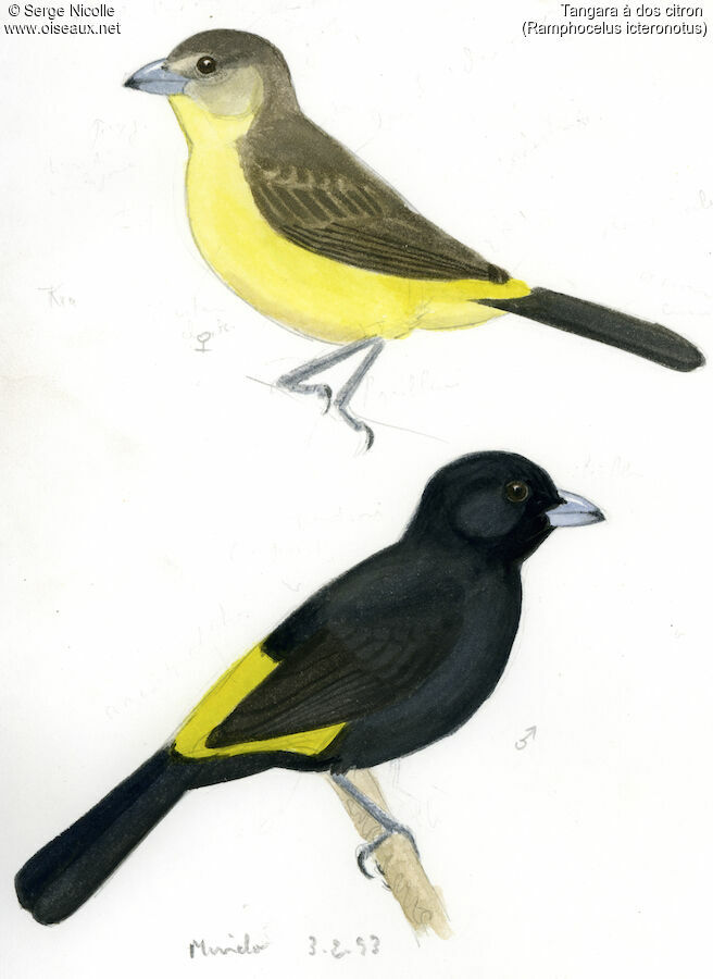 Lemon-rumped Tanager , identification