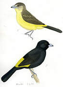 Lemon-rumped Tanager