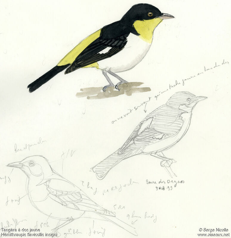 Yellow-backed Tanager, identification