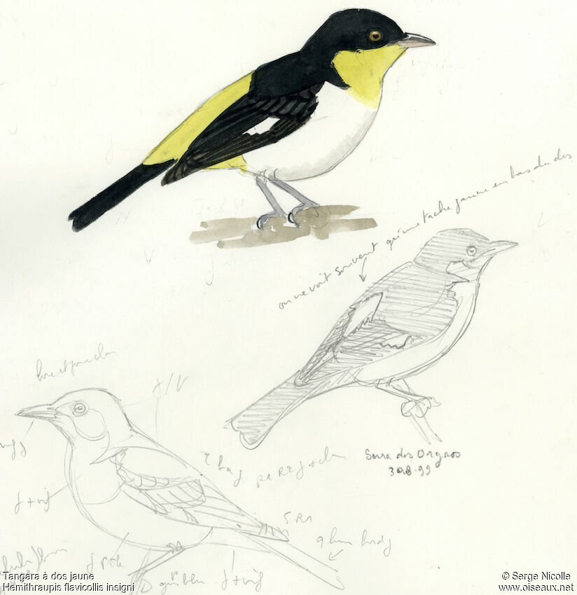 Yellow-backed Tanager, identification