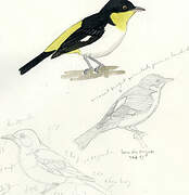 Yellow-backed Tanager