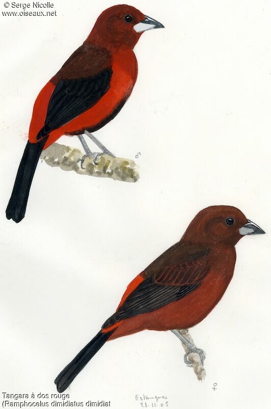 Crimson-backed Tanager, identification