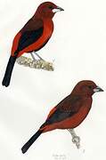 Crimson-backed Tanager