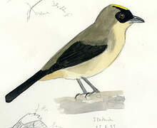 Black-goggled Tanager