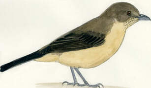 Black-goggled Tanager