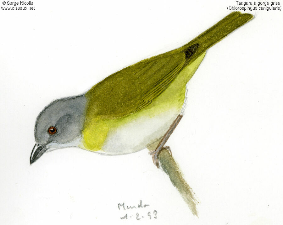 Ashy-throated Chlorospingus, identification