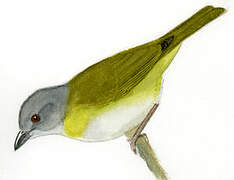 Ashy-throated Chlorospingus