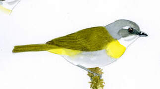 Ashy-throated Chlorospingus