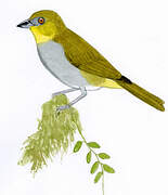 Yellow-throated Bush Tanager