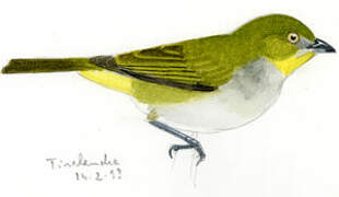 Yellow-throated Chlorospingus