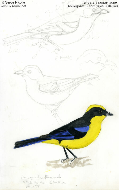 Tangara à nuque jaune, identification