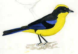 Blue-winged Mountain Tanager