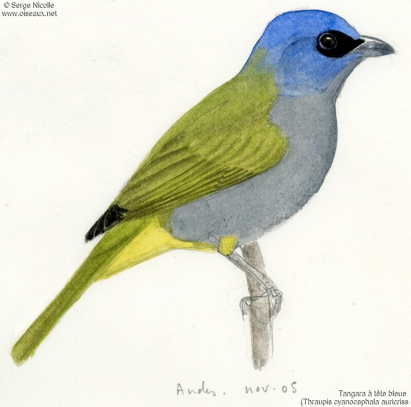 Blue-capped Tanager, identification