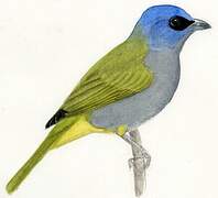 Blue-capped Tanager