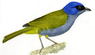 Blue-capped Tanager