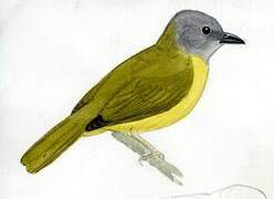 Grey-headed Tanager