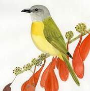 Grey-headed Tanager