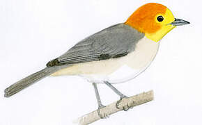 Orange-headed Tanager