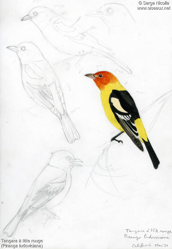 Western Tanager male, identification