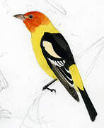 Western Tanager