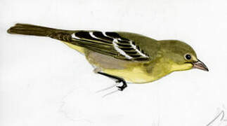 Western Tanager