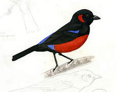 Scarlet-bellied Mountain Tanager