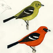 White-winged Tanager