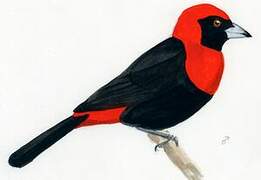 Crimson-collared Tanager