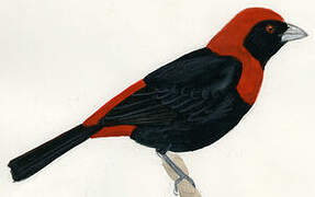 Crimson-collared Tanager