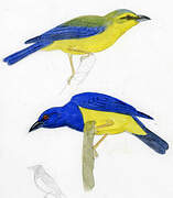 Blue-backed Tanager