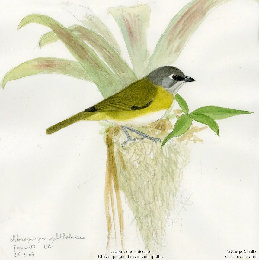 Common Bush Tanager (ophthalmicus)