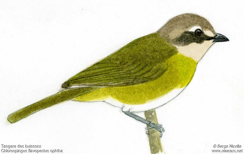 Common Bush Tanager (ophthalmicus)