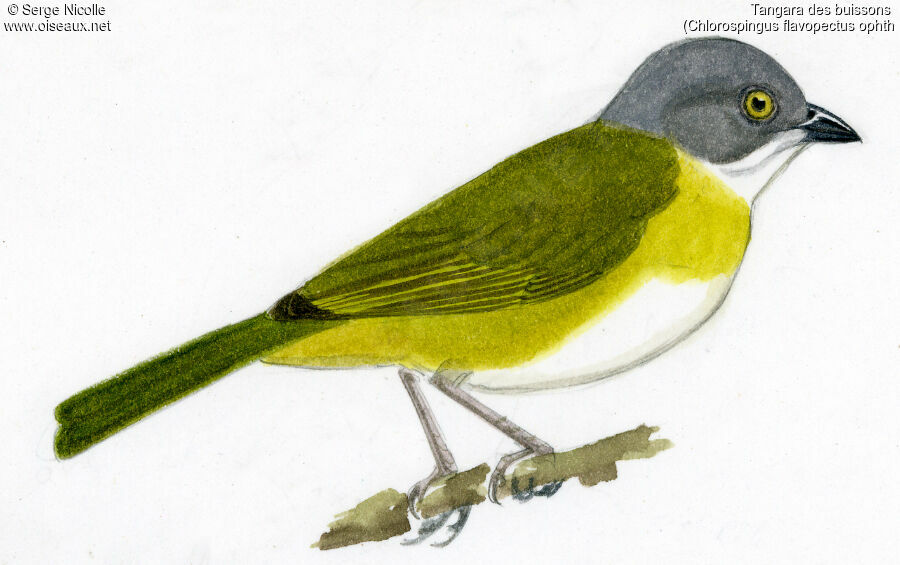 Common Bush Tanager (ophthalmicus)