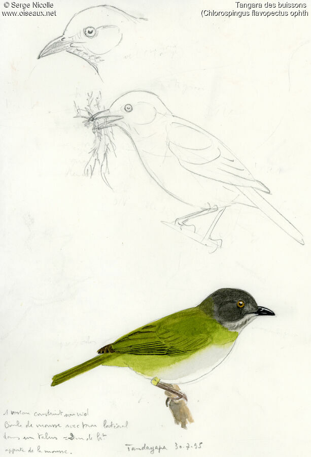 Common Bush Tanager (ophthalmicus)