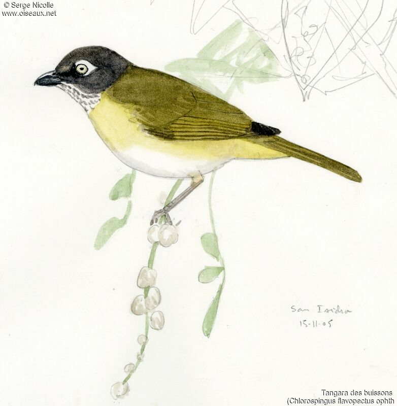 Common Bush Tanager (ophthalmicus)
