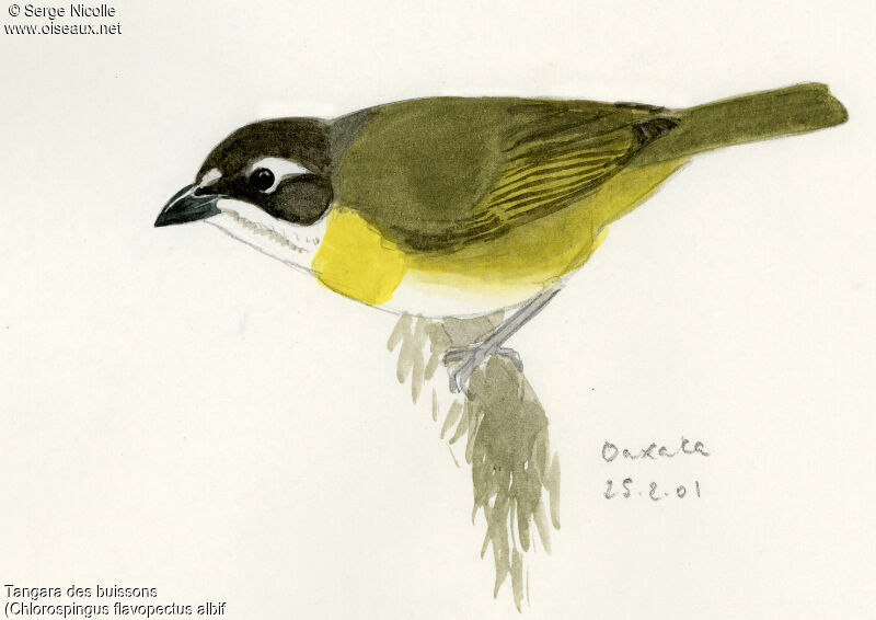 Common Bush Tanager (ophthalmicus)