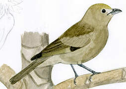 Palm Tanager