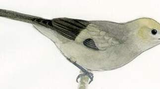 Palm Tanager