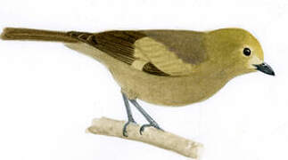 Palm Tanager