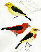 Scarlet Tanager