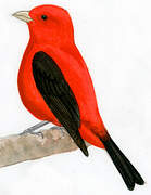 Scarlet Tanager