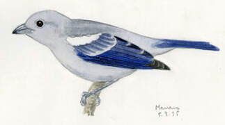 Blue-grey Tanager