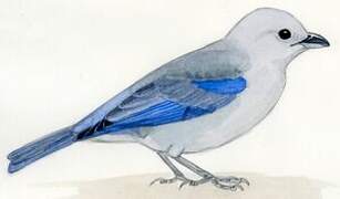 Blue-grey Tanager